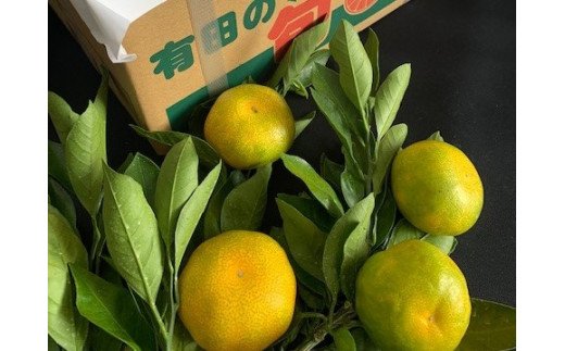 BF6041n_【2026年先行予約】 ゆら早生みかん 5kg 赤秀 Sサイズ