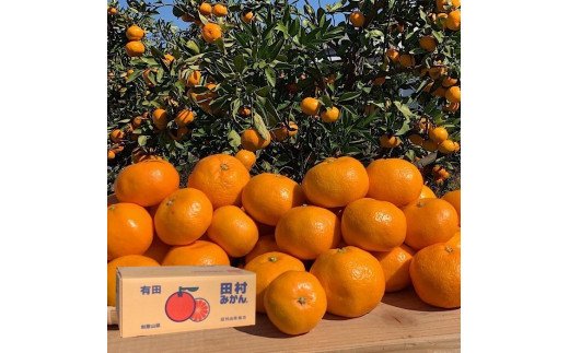 【2026年先行予約】【産地直送】和歌山 湯浅町産 田村みかん 5kg (サイズおまかせ)_BL6149n