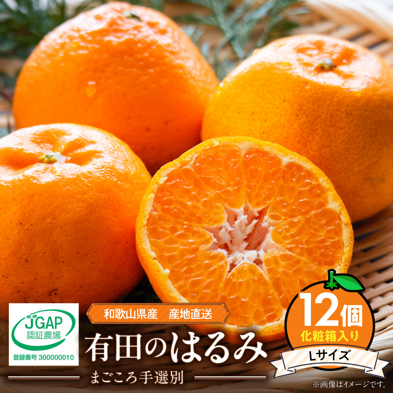 【2027年先行予約】和歌山県産 有田の はるみ 化粧箱入り Lサイズ 12個入り_ZE6091n