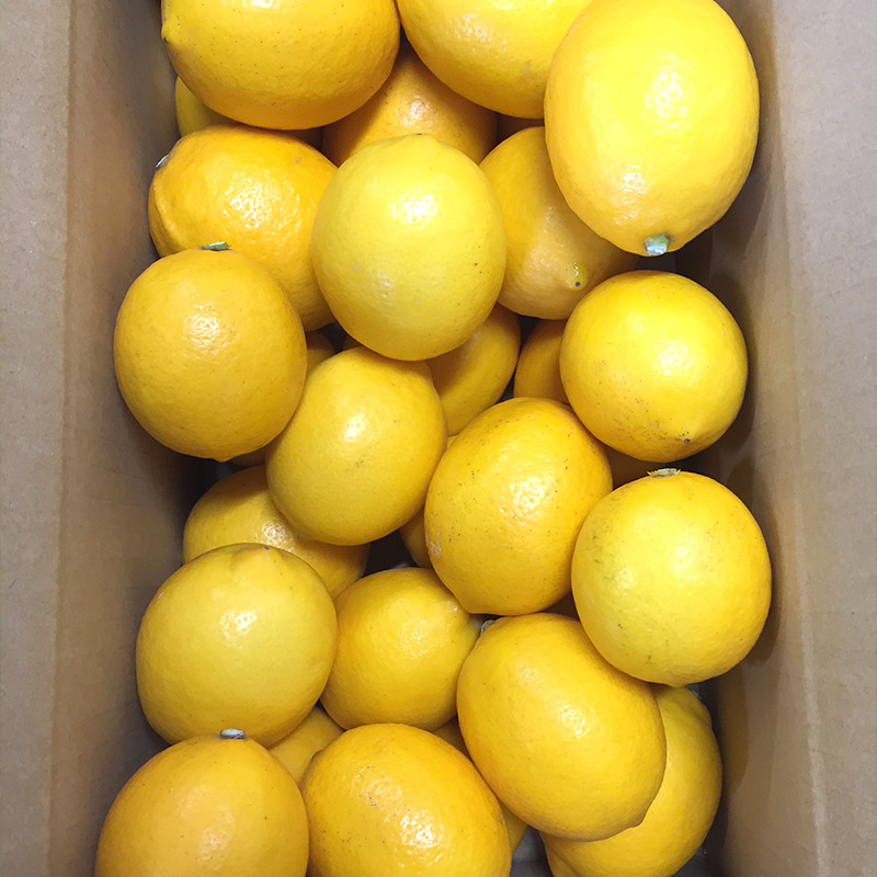 ZE6382_和歌山県産 有田の 檸檬 ( レモン ) 3kg 【まごころ手選別】