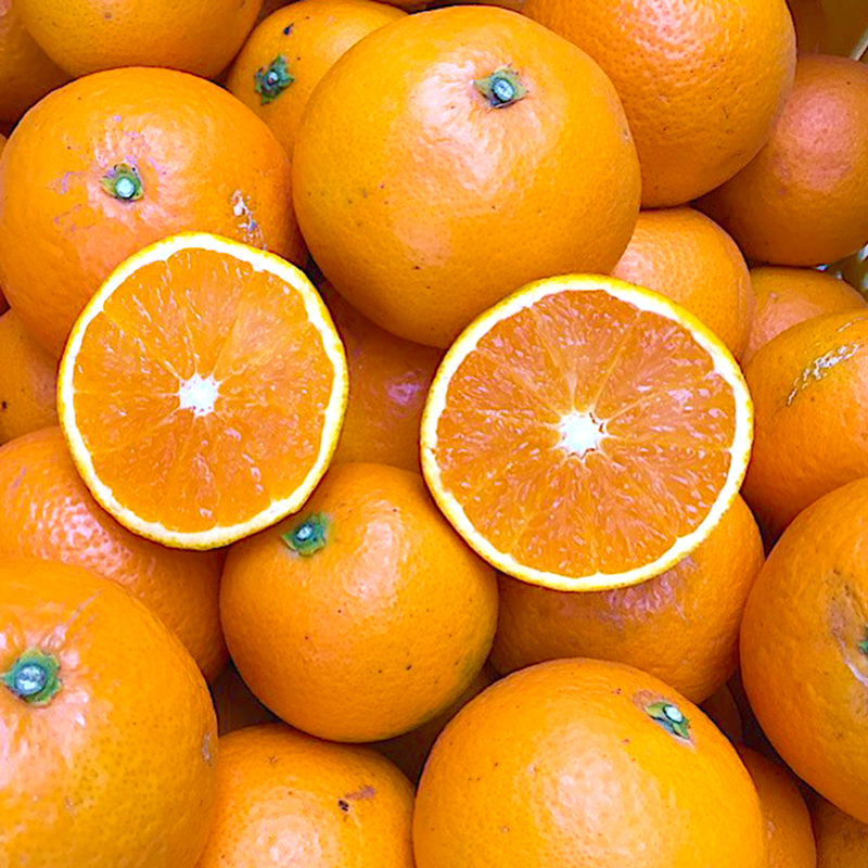 BL6158n_【先行予約】【2026年先行予約】 家庭用 清見 約 5kg S～3L サイズ混合 訳あり ほどよい 酸味 甘味 マッチ 食べやすい 産地直送 国産 みかん 柑橘 果物 フルーツ 果実 食品 食べ物 おやつ デザート お取り寄せ お取り寄せフルーツ 有田地方 和歌山県 湯浅町 送料無料