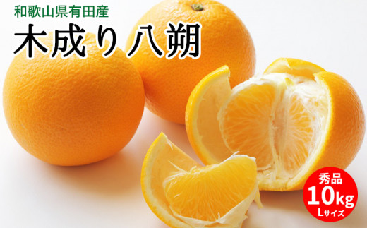 U6231n_【2026年先行予約】木成り八朔 秀品 約10kg Lサイズ 和歌山県有田産