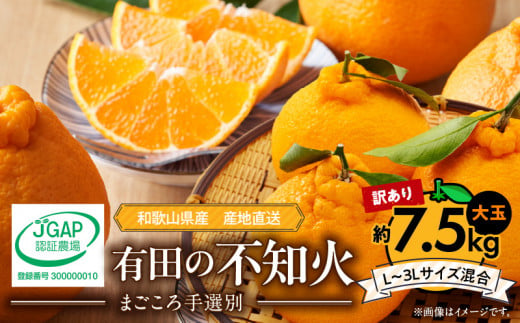 ZE6107n_【2026年先行予約】有田の不知火(しらぬひ) 【訳あり　家庭用】7.5kg 大玉 （L～3Lサイズ混合）まごころ手選別