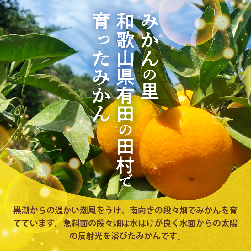 H6005_【2026年先行予約】天の恵み 温州みかん Mサイズ 特選 5kg【ミカン 蜜柑 柑橘 温州みかん 和歌山】