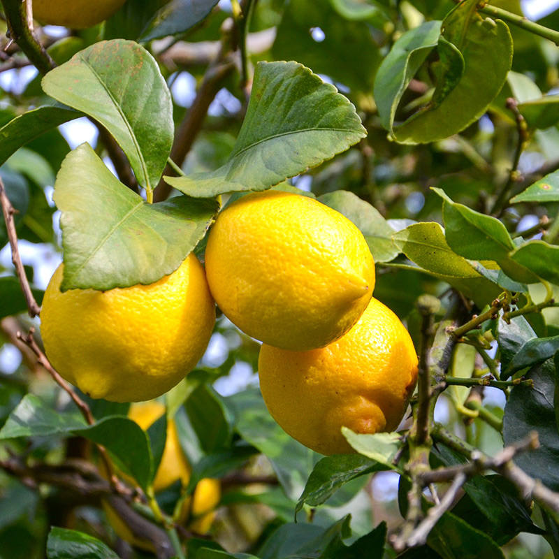 EA6010n_和歌山県産 完熟 レモン 2kg 皮まで使用可能（栽培期間中農薬不使用）