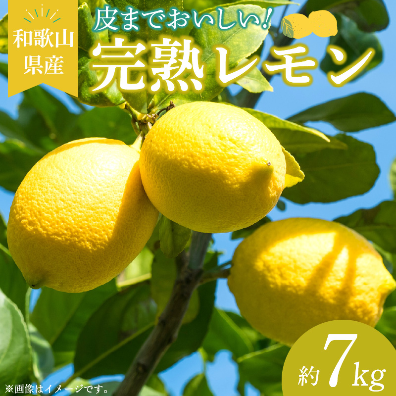EA6012n_和歌山県産 完熟 レモン 7kg 皮まで使用可能（栽培期間中農薬不使用）