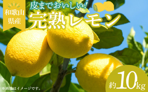 EA6013_和歌山県産 完熟 レモン 10kg 皮まで使用可能（栽培期間中農薬不使用）