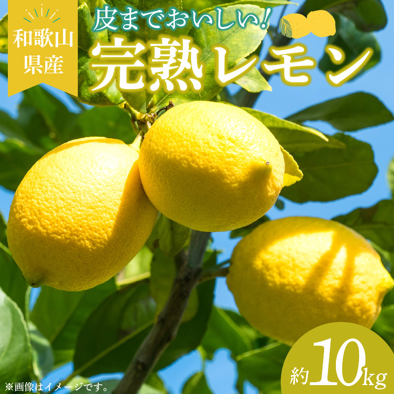 EA6013_【2027年先行予約】和歌山県産 完熟 レモン 10kg 皮まで使用可能（栽培期間中農薬不使用）