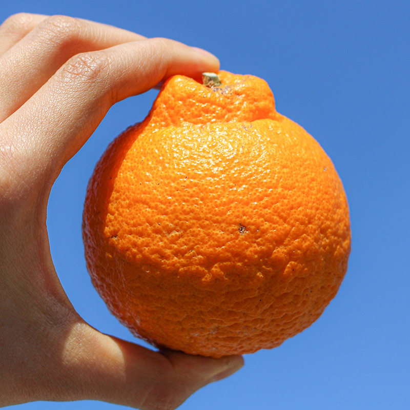EA6020n_【訳あり・ご家庭用】 和歌山県産 完熟 不知火 2.5kg 甘酸っぱい味わいと芳醇な風味がたまらない高級柑橘!