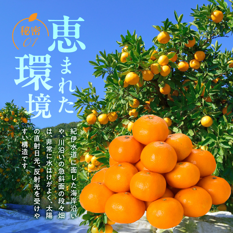 V7472_【2026年先行予約】田村みかん／9kg秀品【大玉サイズ】