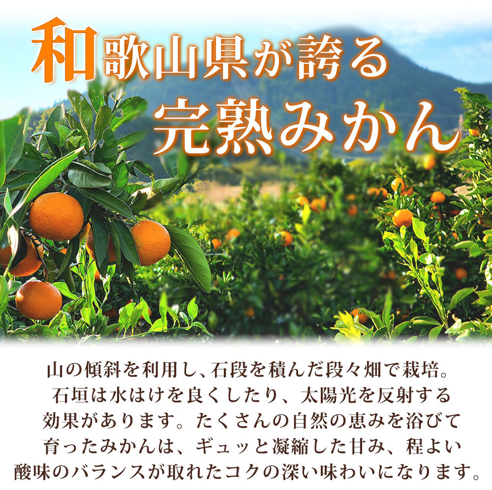 G7042_縲2026蟷エ11譛井ク区流繧医j逋コ騾√醍エ蟾 譛臥伐逕」 豼蜴夂曝辭 貂ゥ蟾槭∩縺九s 3kg 襍、遘蜩√舌Α繧ォ繝ウ 陷懈汨 譟第ゥ 貂ゥ蟾槭∩縺九s 譛臥伐縺ソ縺九s 蜥梧ュ悟アア縲