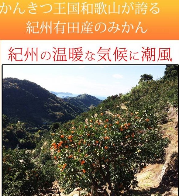 G7342_【2026年11月下旬頃より発送】高級ブランド 田村みかん 5kg【家庭用 訳あり】