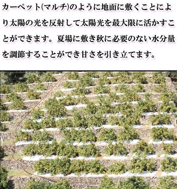 G7342_【2026年11月下旬頃より発送】高級ブランド 田村みかん 5kg【家庭用 訳あり】