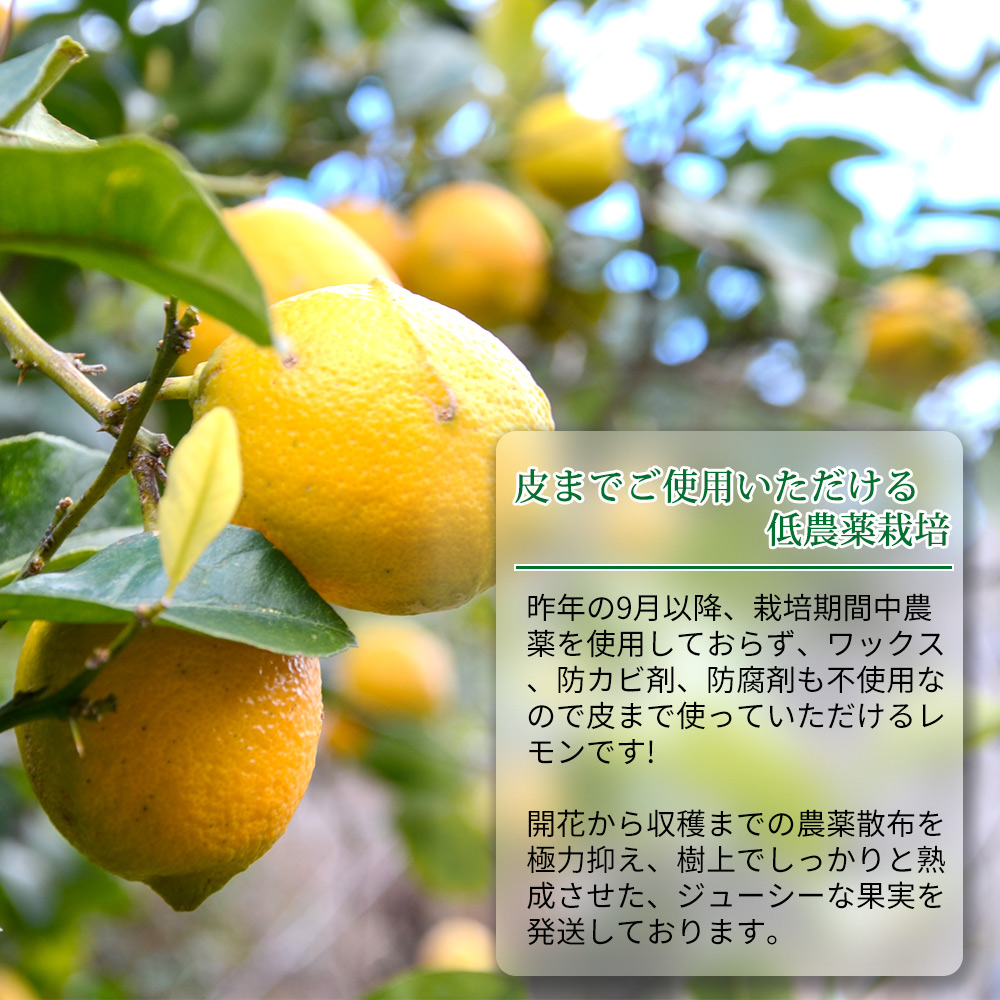 EA6023n_【訳あり・ご家庭用】完熟 レモン 5kg 皮まで使用可能（栽培期間中農薬不使用）
