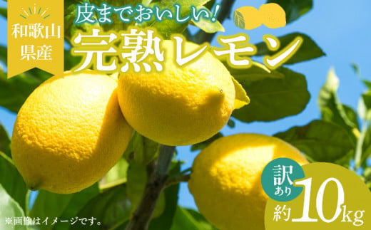 EA6025n_【訳あり・ご家庭用】完熟 レモン 10kg 皮まで使用可能（栽培期間中農薬不使用）
