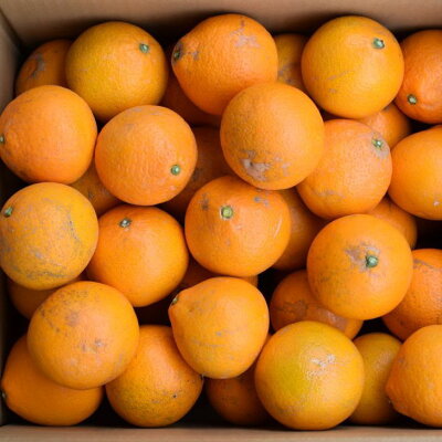 ZD6386n_【産直】有田産清見オレンジ 約7.5kg（訳あり家庭用サイズおまかせまたは混合）