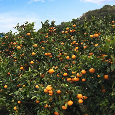 AT6314_縺泌ョカ蠎ュ逕ィ縲蜥梧ュ悟アア譛臥伐縺ソ縺九s 邏10kg (2L縲3L繧オ繧、繧コ)縲先ケッ豬逕コ縲