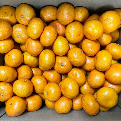 AT6321_ãå®¶åºçšãæç°ã¿ãã çŽ5kg (SãMãµã€ãº)ãæ¹¯æµ
çºã