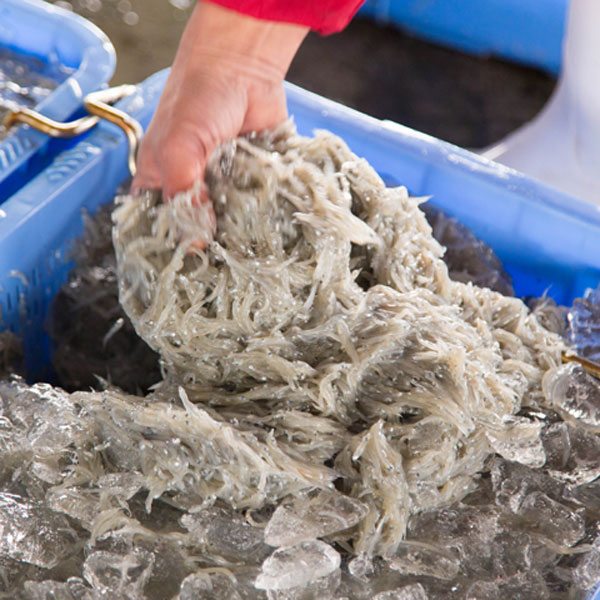 C6034n_まるとも海産_【冷蔵】茹でたて 釜揚げしらす 1kg (250g×4) 紀州湯浅湾 直送！