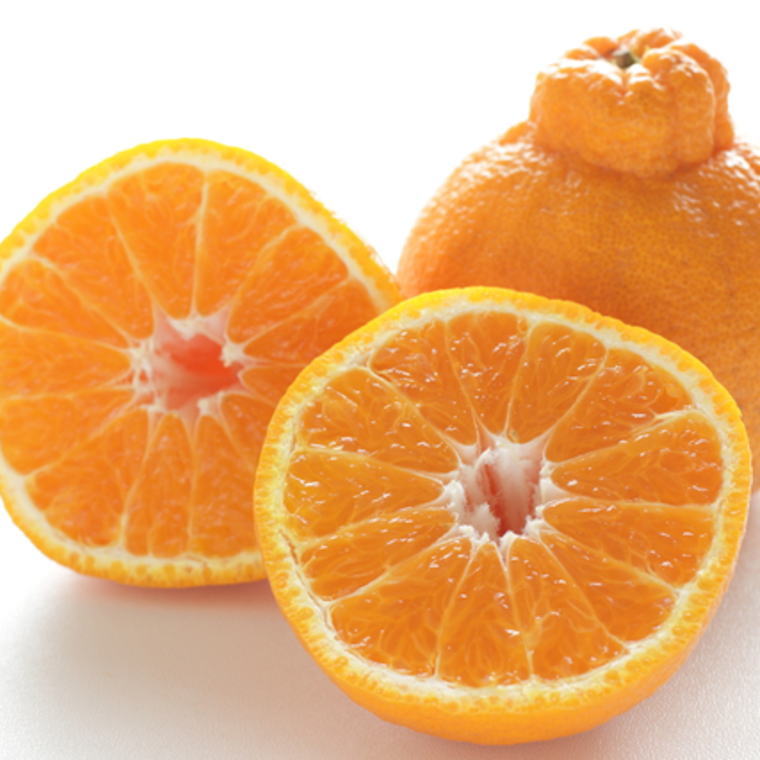 ZD6379n_ã2026幎å
è¡äºçŽããæ¿åãæç°ç£äžç¥ç«çŽ4kgïŒMïœ3Lãµã€ãºæ··åïŒ