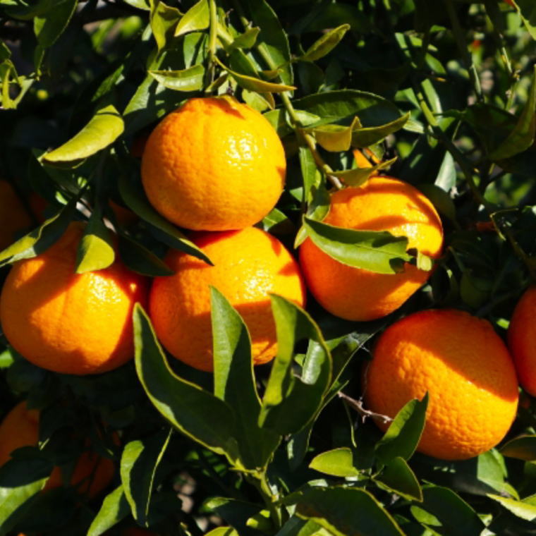 ZD6379n_ã2026幎å
è¡äºçŽããæ¿åãæç°ç£äžç¥ç«çŽ4kgïŒMïœ3Lãµã€ãºæ··åïŒ