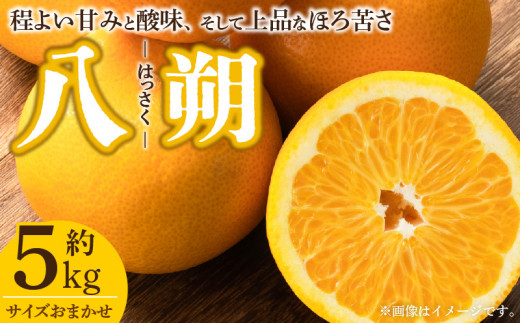 V7405_八朔(はっさく)[約5kg]和歌山県有田産 春みかん(果実サイズおまかせ) 春柑橘 紀伊国屋文左衛門本舗