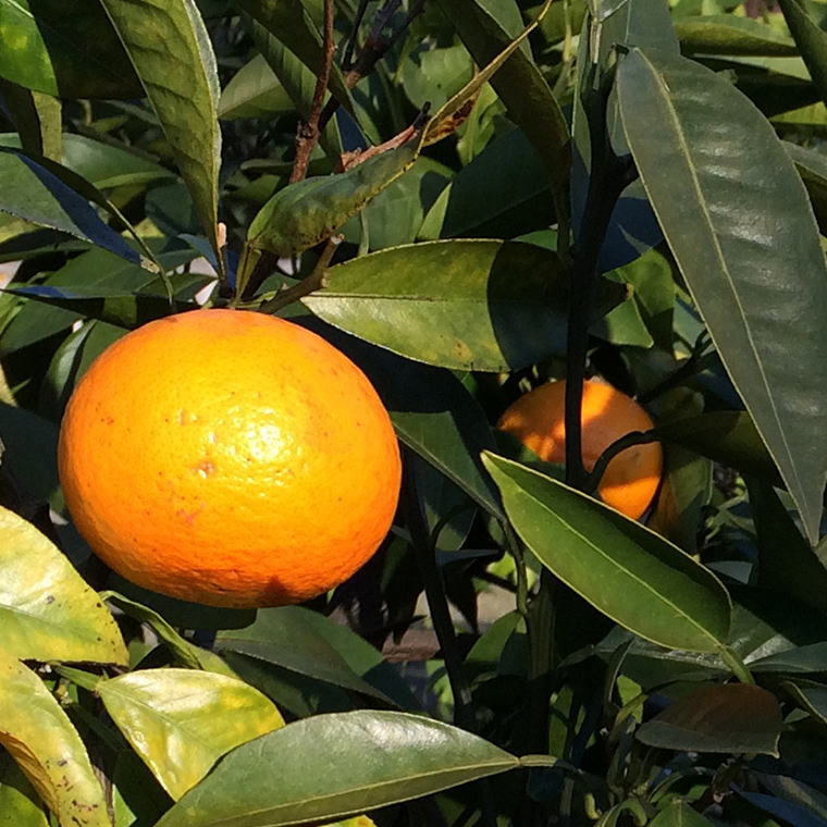 ZD6705n_ã2026幎å
è¡äºçŽããæ¥ã¿ãããåæå±±çæç°ç£ã«ã©ãã³ããªã³çŽ5kgïŒãµã€ãºæ··åããå®¶åºçšïŒ