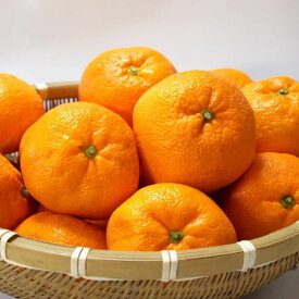 ZD92069_ãšã³ãã¡ãŒããŒã®ãã ãã æç°ã¿ãã 10kg (ãµã€ãºæ··åã»ç§ã»åªå)ãæ°ééå®ã