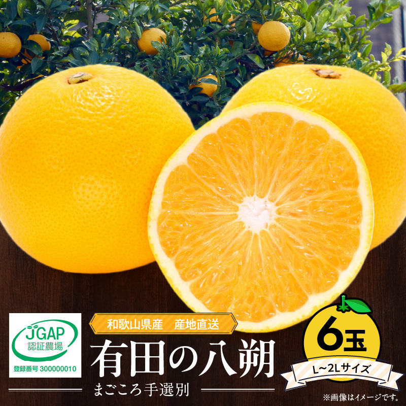 【2027年先行予約】和歌山県産 有田の八朔 (はっさく) 6玉【L～2Lサイズ】まごころ手選別 _ZE6306n