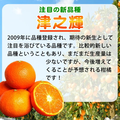 G7057_ã2027幎å
è¡äºçŽãåæå±±ç£ 接ä¹èŒ (ã€ã®ãããã) 5kg