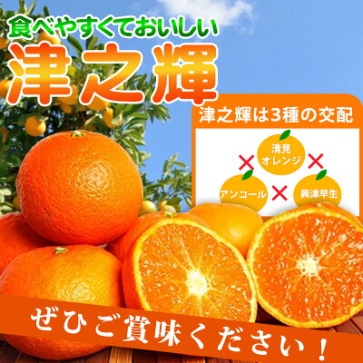G7057_ã2027幎å
è¡äºçŽãåæå±±ç£ 接ä¹èŒ (ã€ã®ãããã) 5kg
