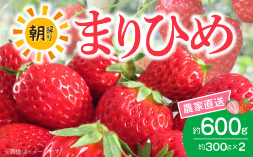 AB7334_【2026年先行予約】朝摘み 完熟 まりひめ いちご 約300g×2パック (合計約600g)