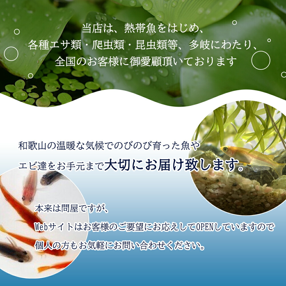 BA6012_é«çŽãã ã 5å¹ïŒè£å 2å¹ïŒåçš®ã¯ããŸããïŒ