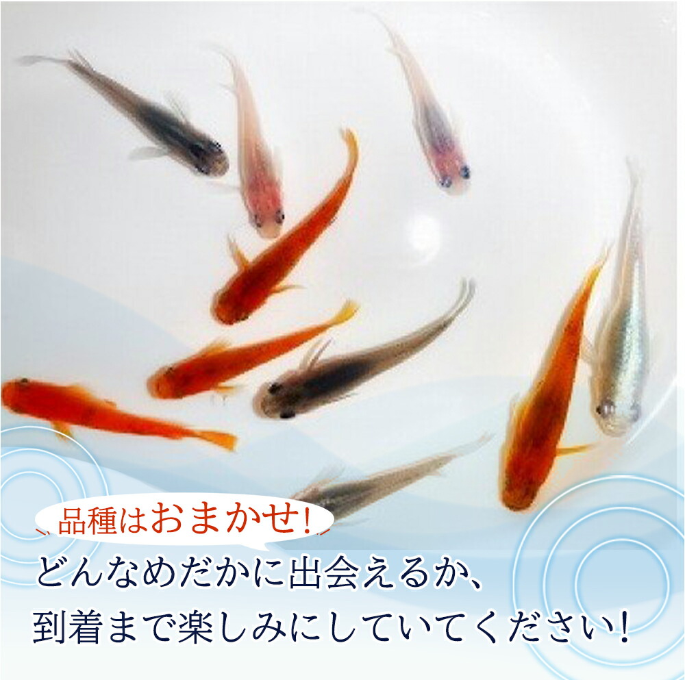 BA6012_é«çŽãã ã 5å¹ïŒè£å 2å¹ïŒåçš®ã¯ããŸããïŒ