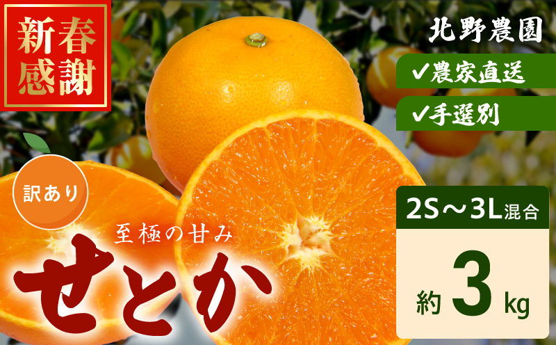 DZ6208_訳あり せとか 和歌山 有田 2S～3Lサイズ混合 約3kg