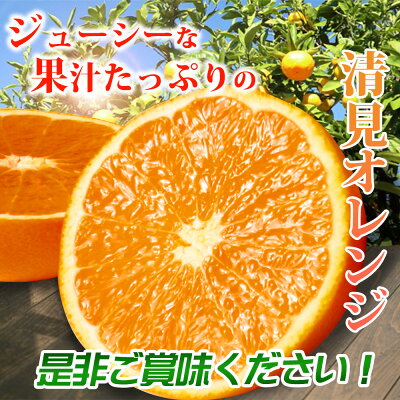 G7066_ã2026幎å
è¡äºçŽããšã«ãããžã¥ãŒã·ãŒ æž
èŠ ãªã¬ã³ãž 5kg