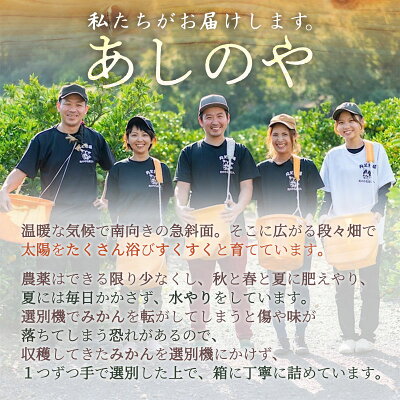 ZE6110n_【2026年先行予約】有田の不知火(しらぬひ)　6玉 （L～2Lサイズ）まごころ手選別