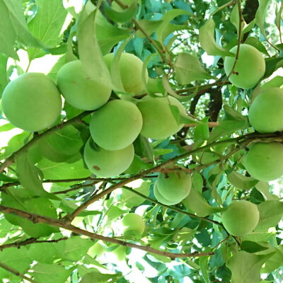 ZD6711_【和歌山名産】南高梅 約3kg（サイズ混合）秀品