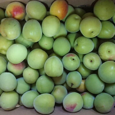 ZD6711_【和歌山名産】南高梅 約3kg（サイズ混合）秀品