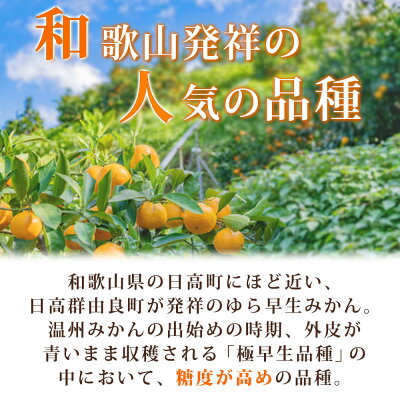 G7098_ 紀州和歌山有田産 ゆら早生みかん 10kg【ミカン 蜜柑 柑橘 温州みかん わせみかん】