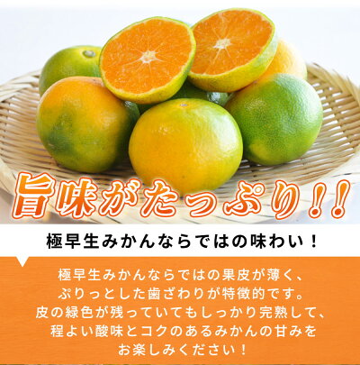 G7098_ 紀州和歌山有田産 ゆら早生みかん 10kg【ミカン 蜜柑 柑橘 温州みかん わせみかん】