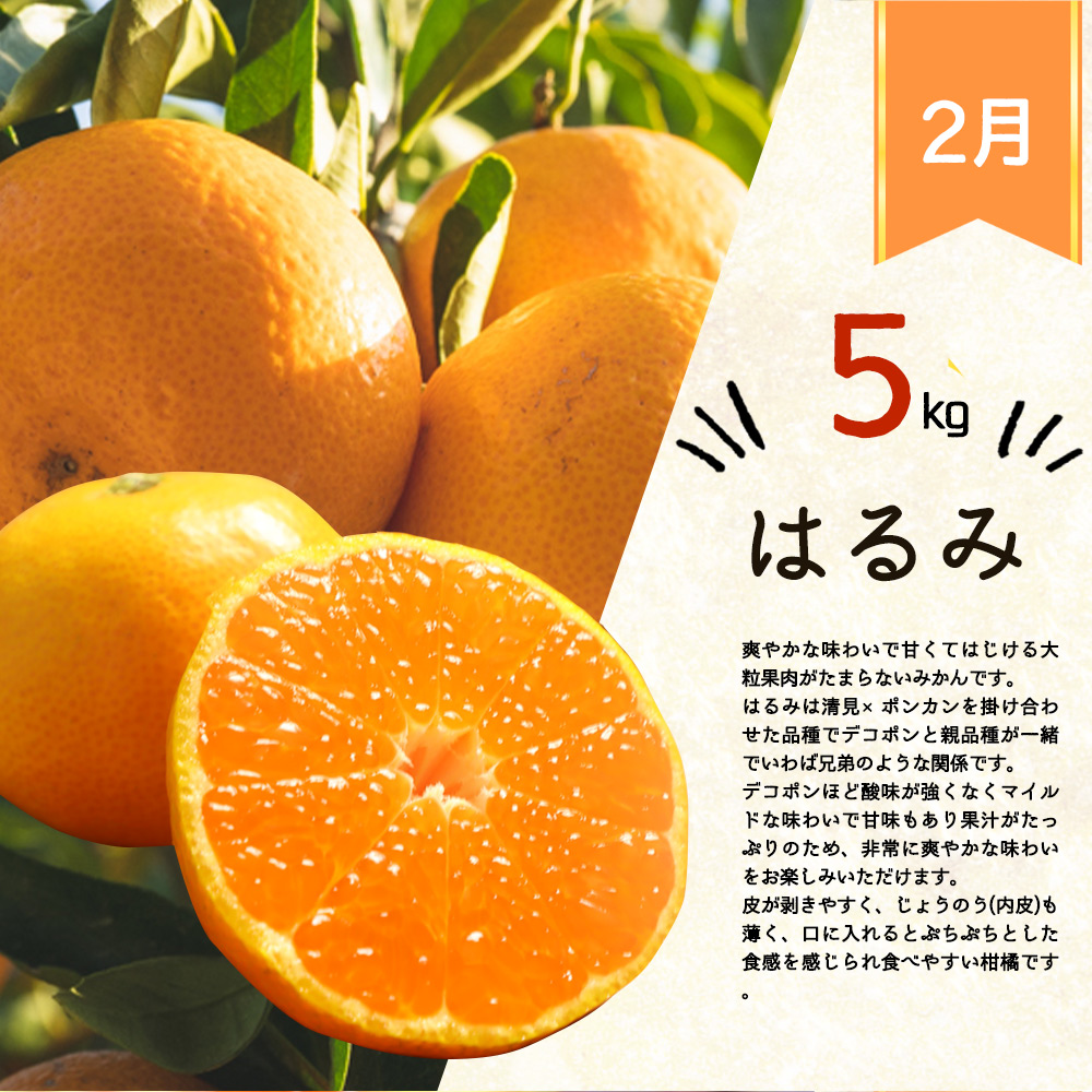 G60-T52_【定期便 全4回】紀州和歌山産旬の柑橘セット（田村みかん・はるみ・不知火）