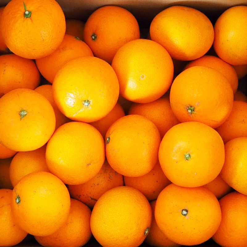 U6303_清見オレンジ 秀品 約9～10kg 和歌山県有田産