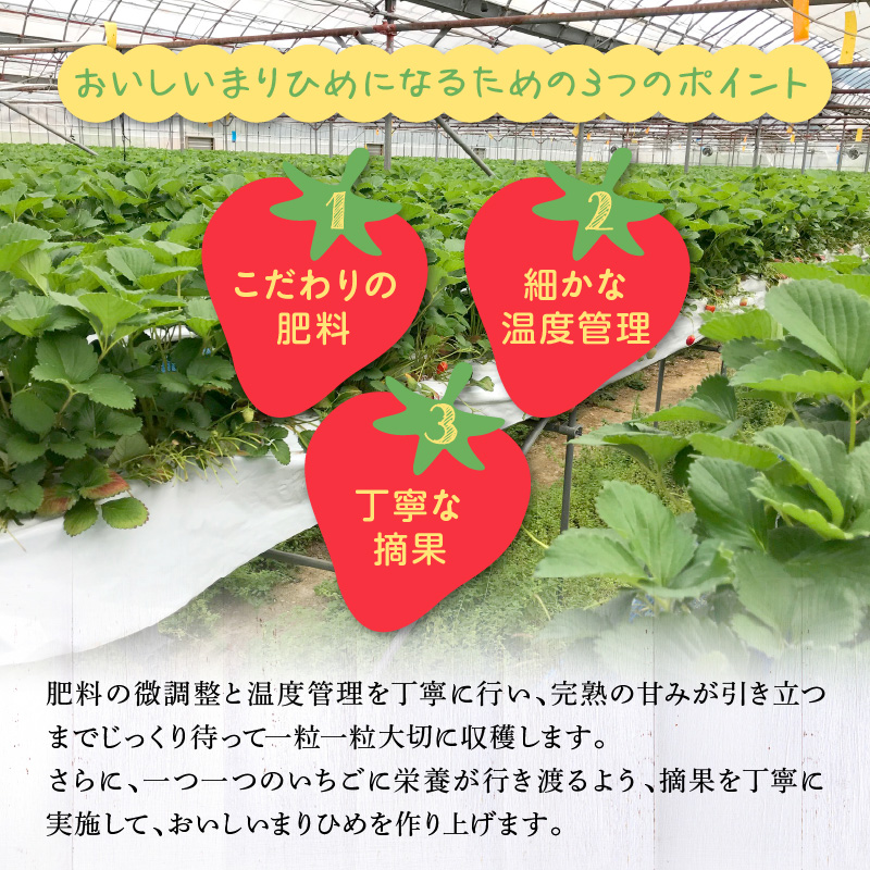 AB7334_【2026年先行予約】朝摘み 完熟 まりひめ いちご 約300g×2パック (合計約600g)