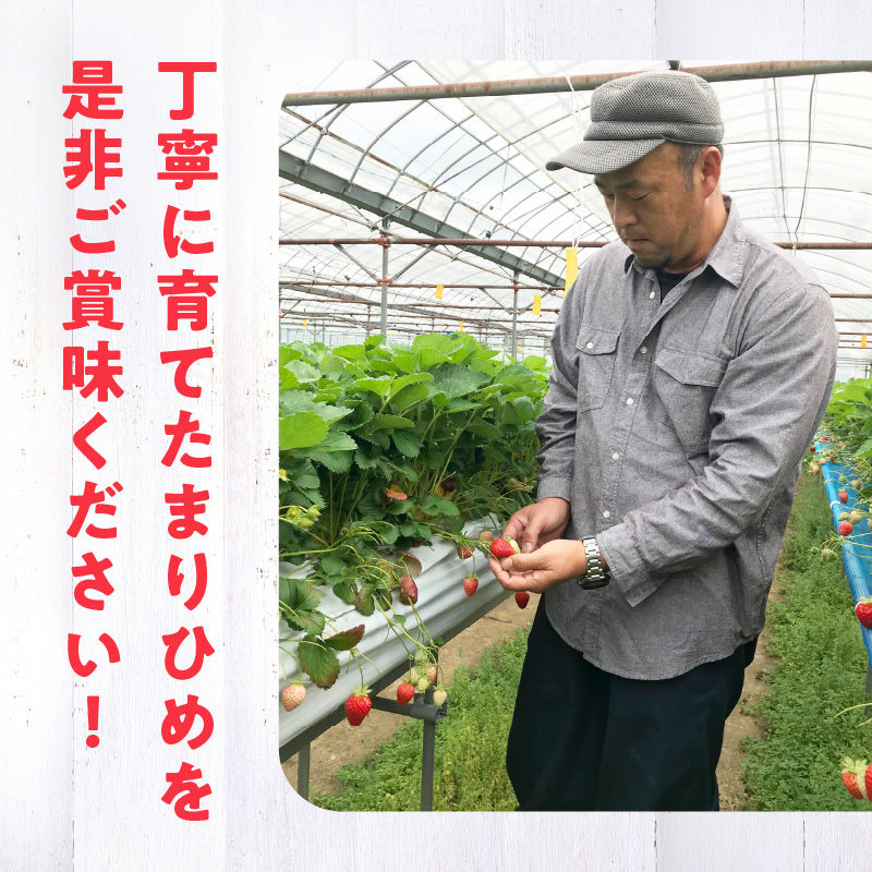 AB7334_【2026年先行予約】朝摘み 完熟 まりひめ いちご 約300g×2パック (合計約600g)