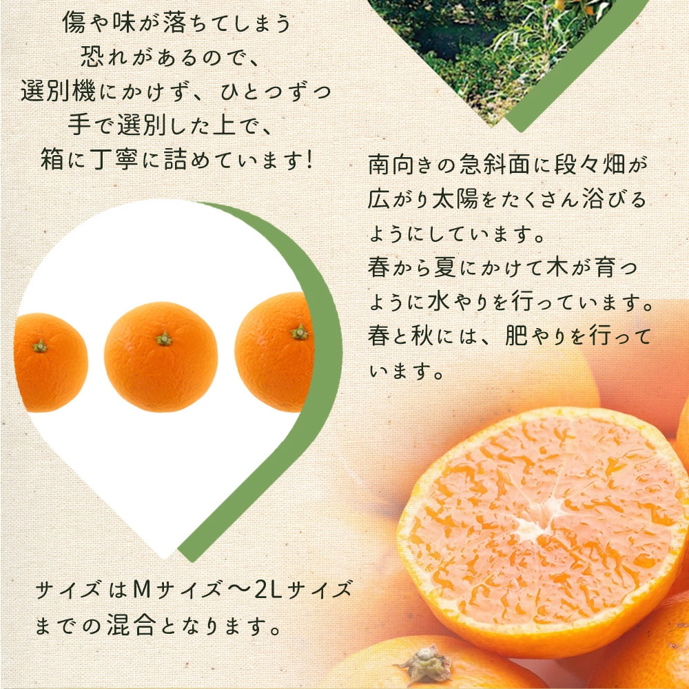 ZE6401n_湯浅町産せとか11～15玉（M～2Lサイズ混合）化粧箱入り秀品【まごころ手選別】