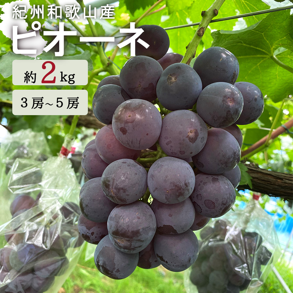 G7308_紀州和歌山産ピオーネ 約2kg