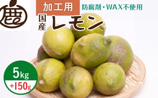 ZH7037_＜9月より発送＞加工用 黒潮レモン5kg+150g（傷み補償分）【和歌山有田産】【防腐剤・WAX不使用、安心の国産レモン】【訳ありレモン】【果汁用】