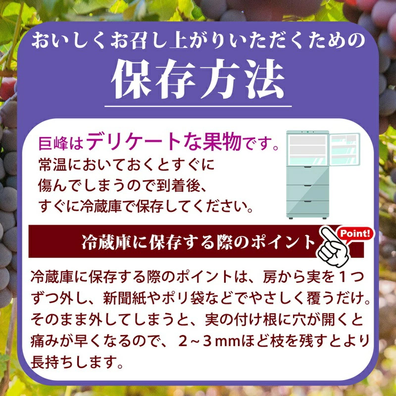 G7316_紀州和歌山産の種なし巨峰ぶどう２房（約800g〜1kg）