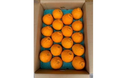 BF6065_ïŒ2026幎å
è¡åä»ïŒããã¬ãïŒãã³ãã³ïŒ24ïœ28çå
¥ã â»çæ¥æå®äžå¯